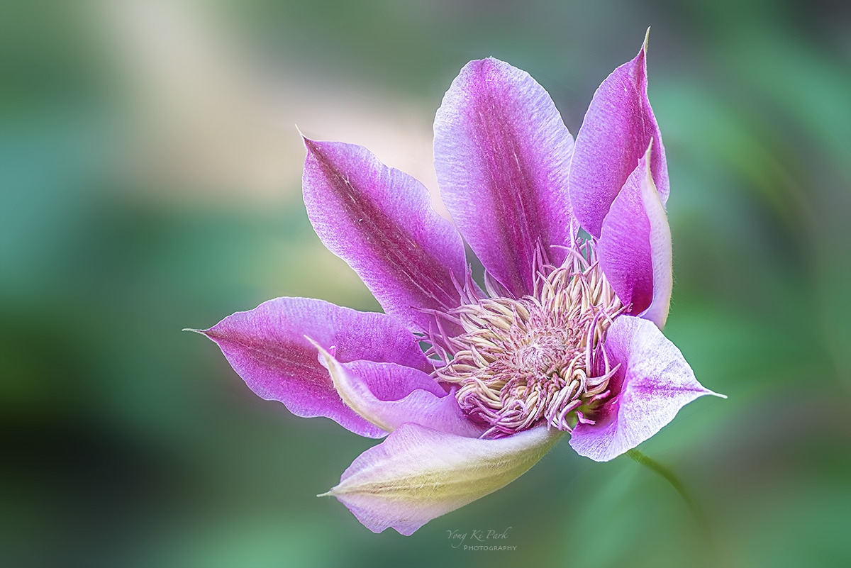 135_7717-24-st-s-In the forest-7.jpg