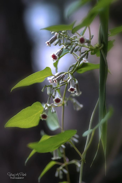 111_7152-s-Beginning of autumn-5.jpg