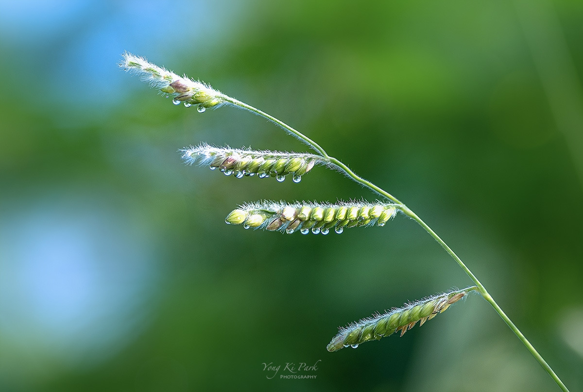 122_0928-32-st-s-Summer garden-40.jpg