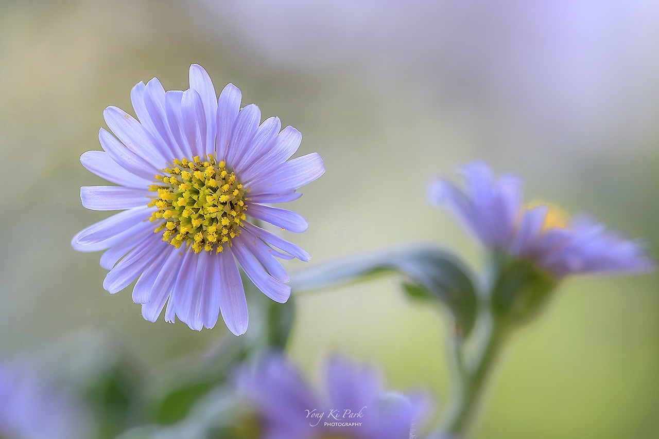 111_9297-9301-st-c-s-Scent of life in October-1-2.jpg