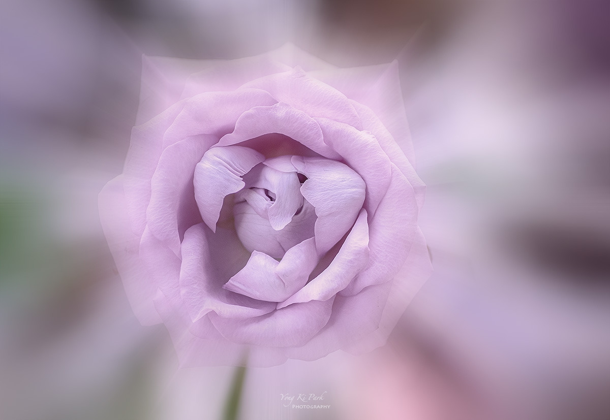 124_0033-38-st-m-s-Dreaming flower-4-2.jpg