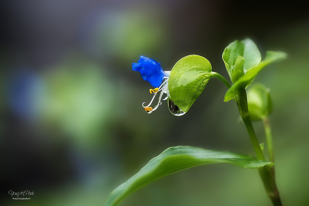 111_6535-s-When September comes-3.jpg