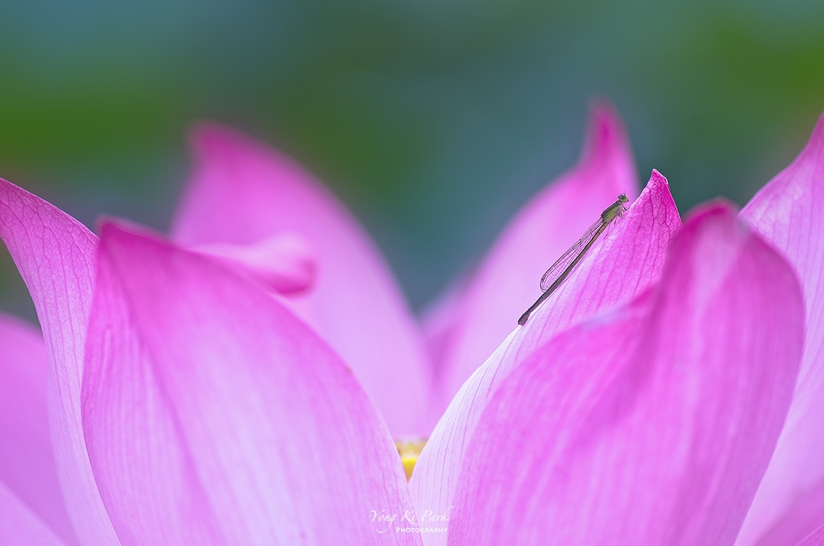 6MGP0220_1-s-At the lotus pond-2013-3.jpg