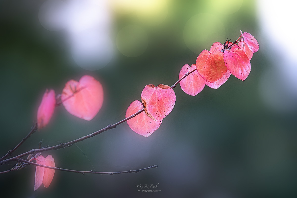 127_3066-69-st-s-Touch of autumn-2.jpg