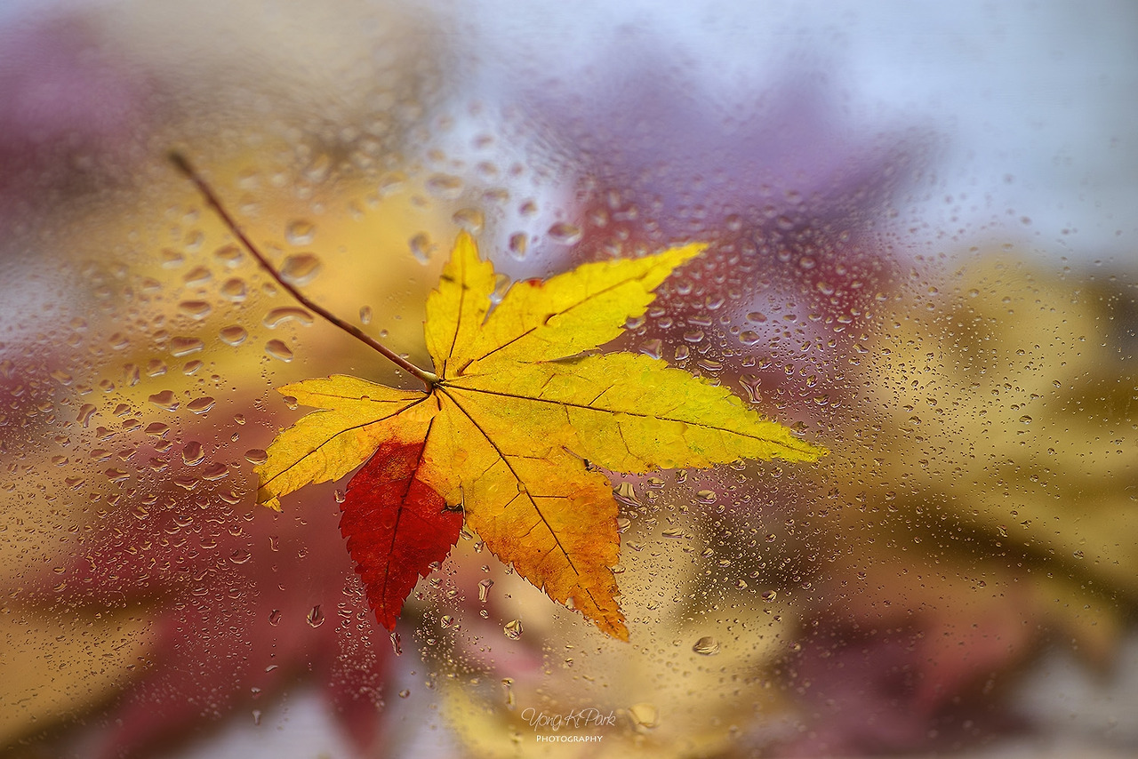 118_1174-81-st-m2-s-Poetic autumn-22.jpg