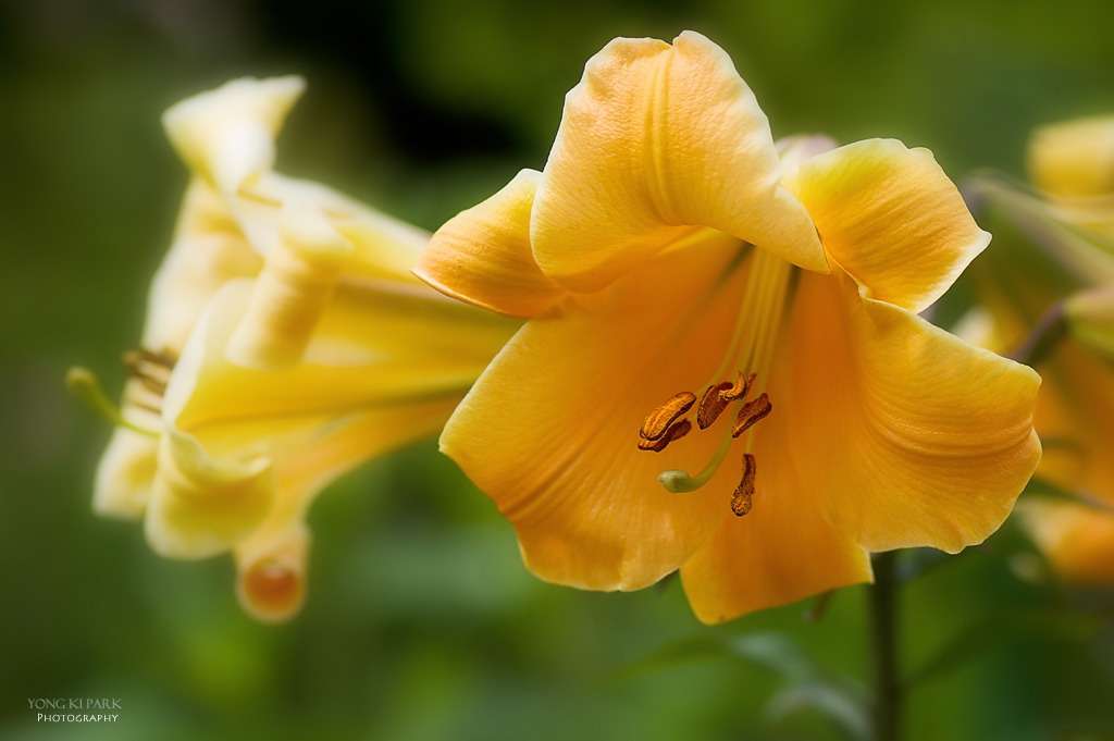 306_5349-s-In the garden of Monet - 15 - Lily.jpg