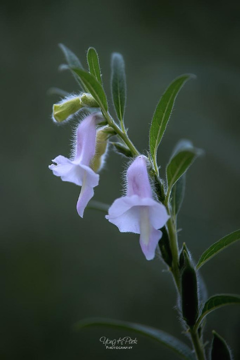 111_5401-s-Flowers surviving in hot summer-15.jpg