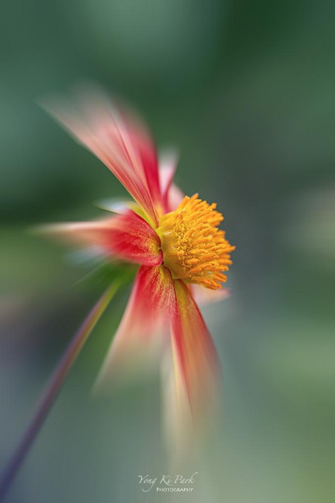 119_3530-m-s-Poetic summer-32.jpg