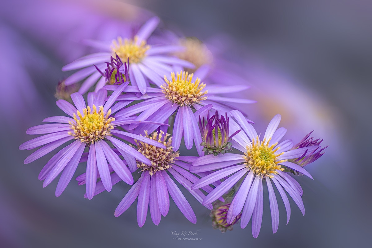 137_6499-6503-st-s-Autumnal lyricism-7.jpg