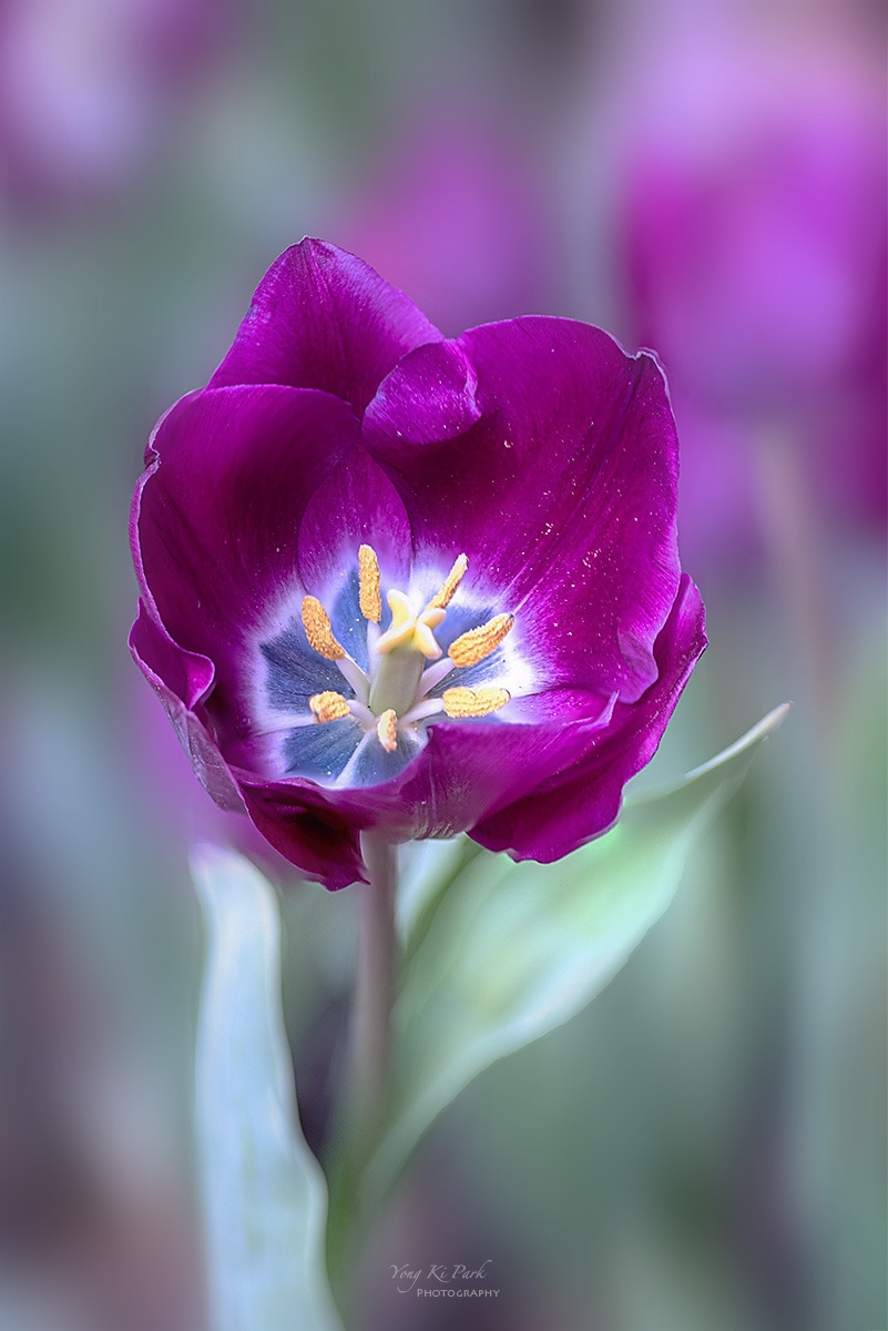 134_3851-55-st-sSpring that came to me-23.jpg