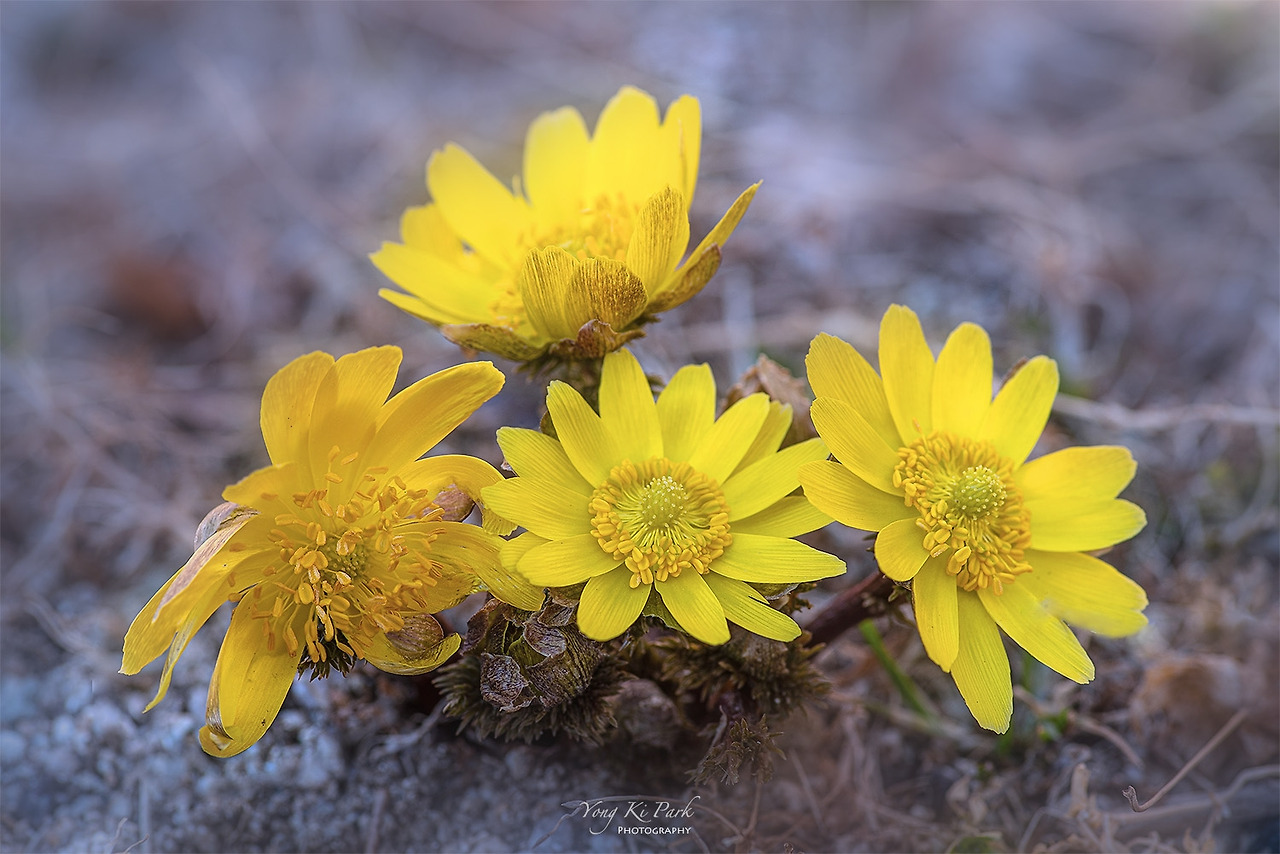 120_7293_91-st-sIt's spring-2.jpg