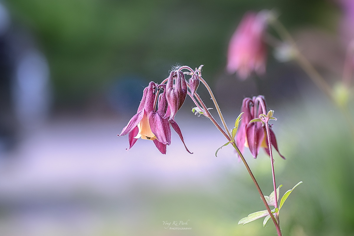 130_2490-94-st-s-Spring dream-2024-19.jpg