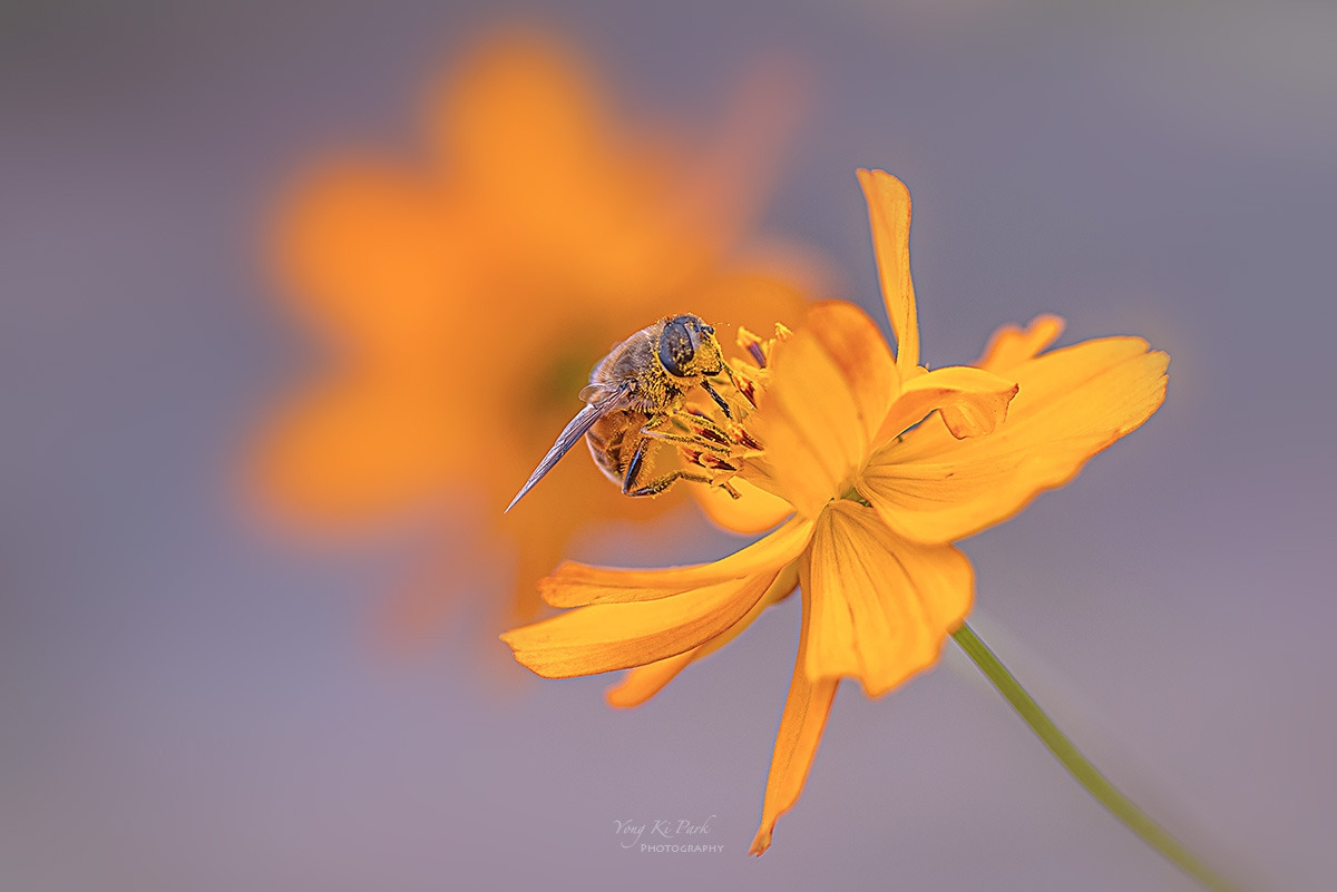 137_7742-F-s-Autumnal lyricism-19.jpg