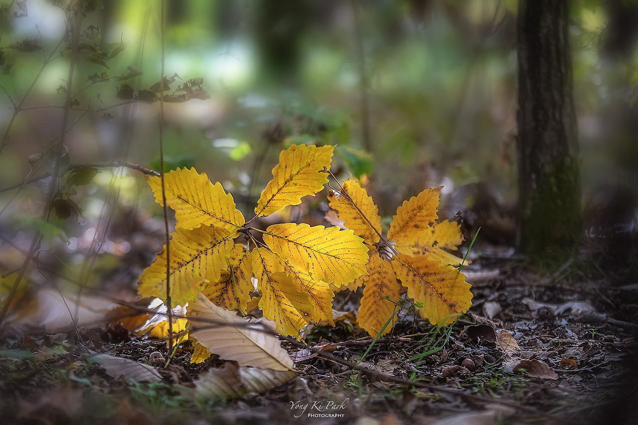119_9732-s-Deep in autumn 2021-3.jpg