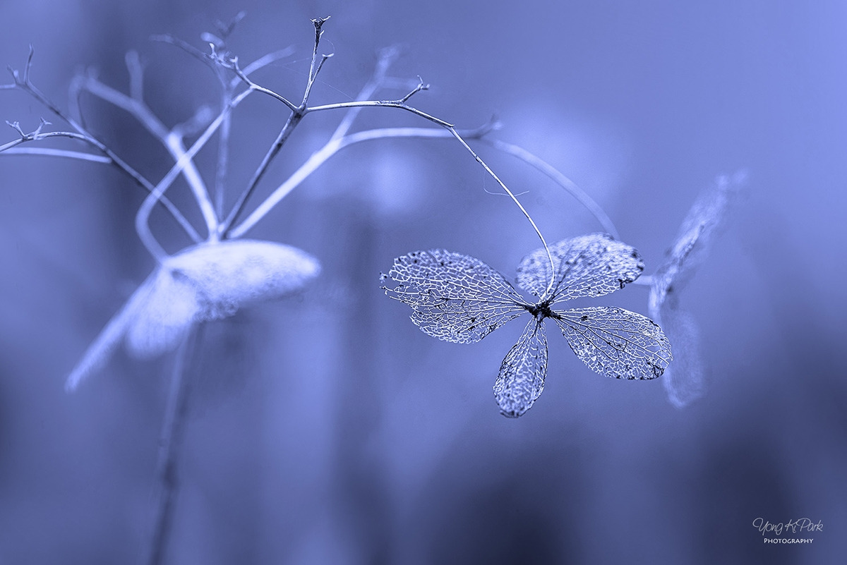 115_9940-m-s-AF-A legend of autumn-13.jpg