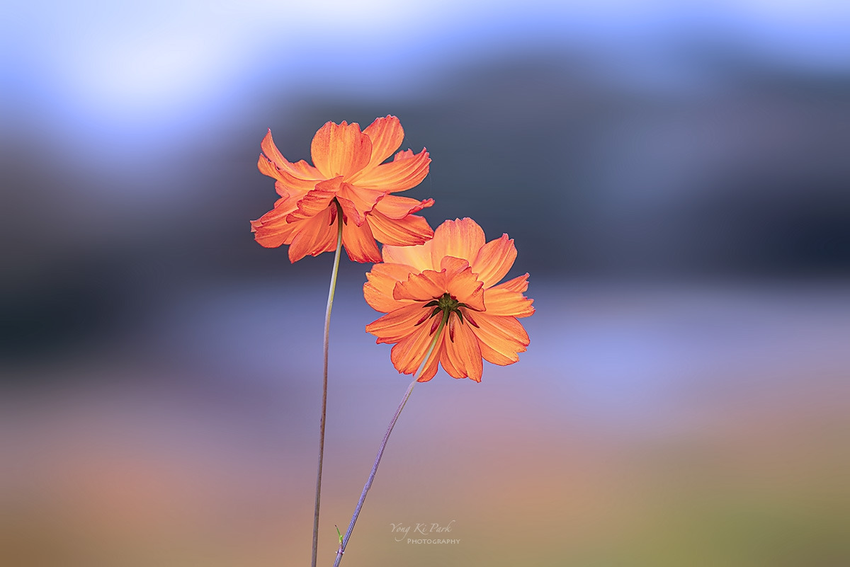 137_7823-28-st-m-s-Autumnal lyricism-23.jpg