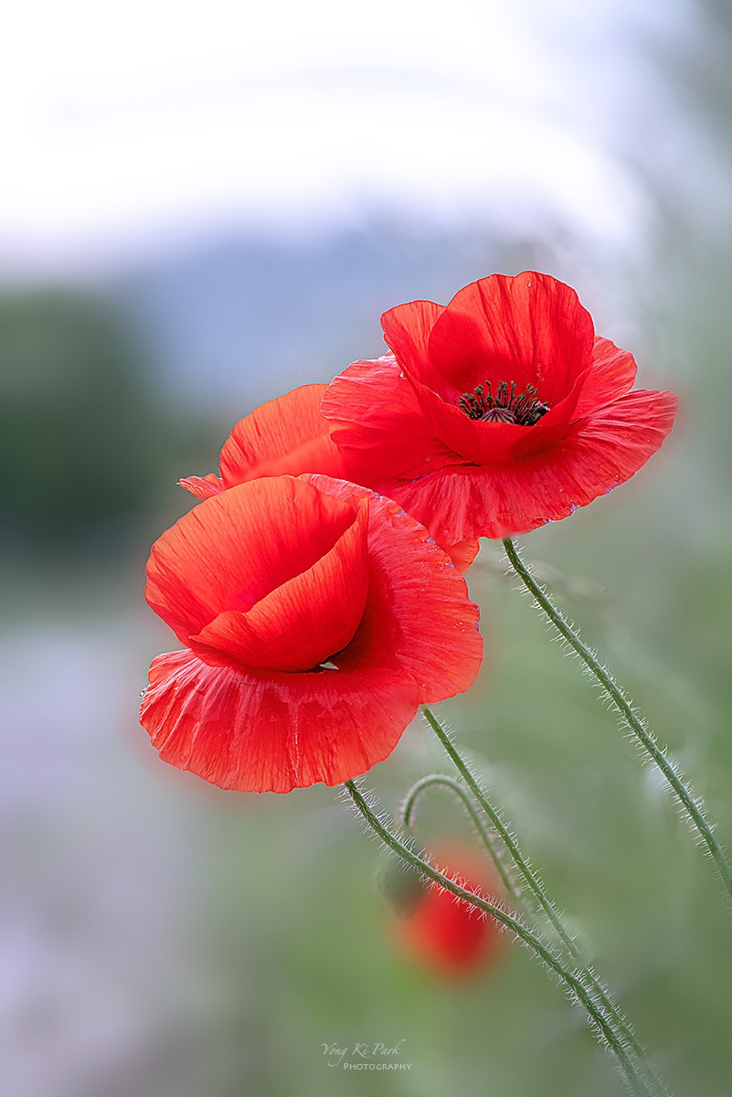 136_0025-33-st-s-In the summer garden-5.jpg