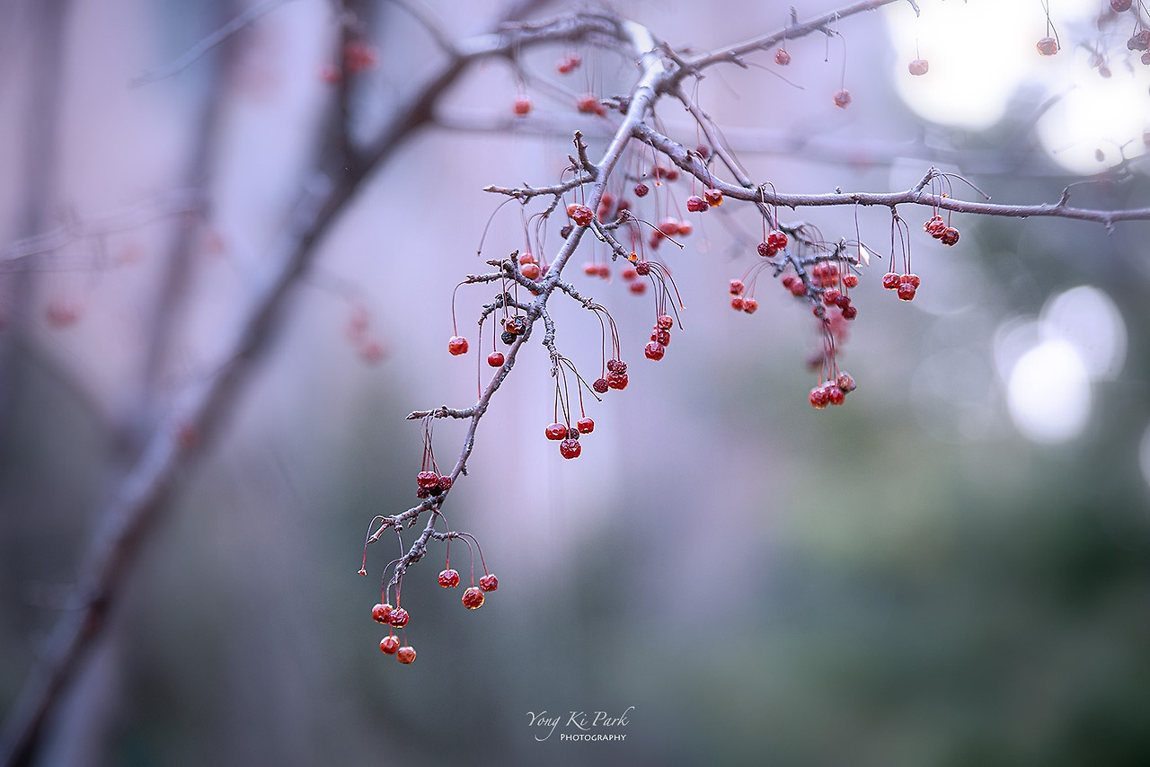 120_4701-s-Winter garden-1.jpg