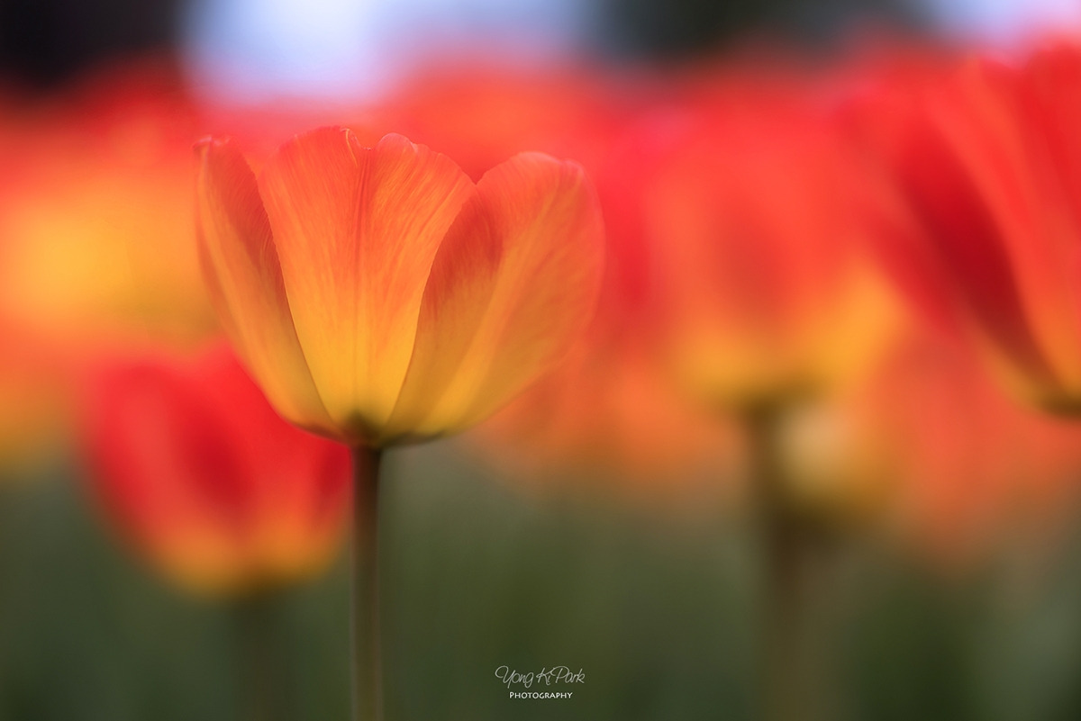 110_4477_79-st-2-s-AF-Variation on a theme of the tulip-3.jpg