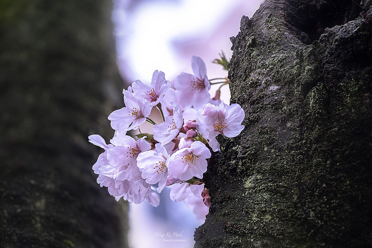 129_3869-74-st-s-Spring spring 2024-11.jpg