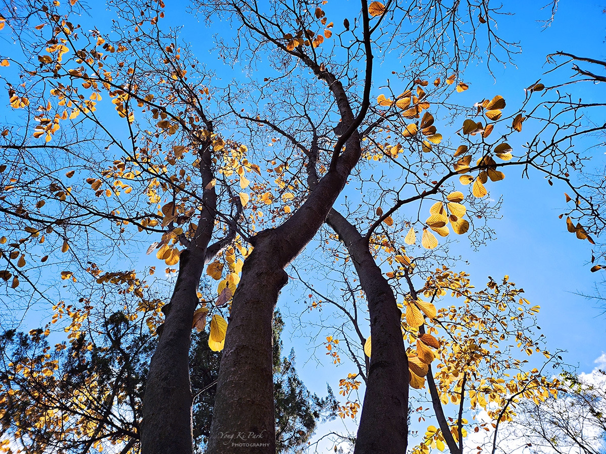 20231124_112345-F-s-Touch of autumn-27.jpg