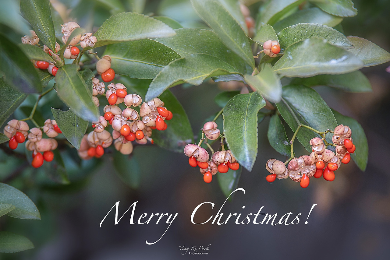 크리스마스 카드 2021.jpg