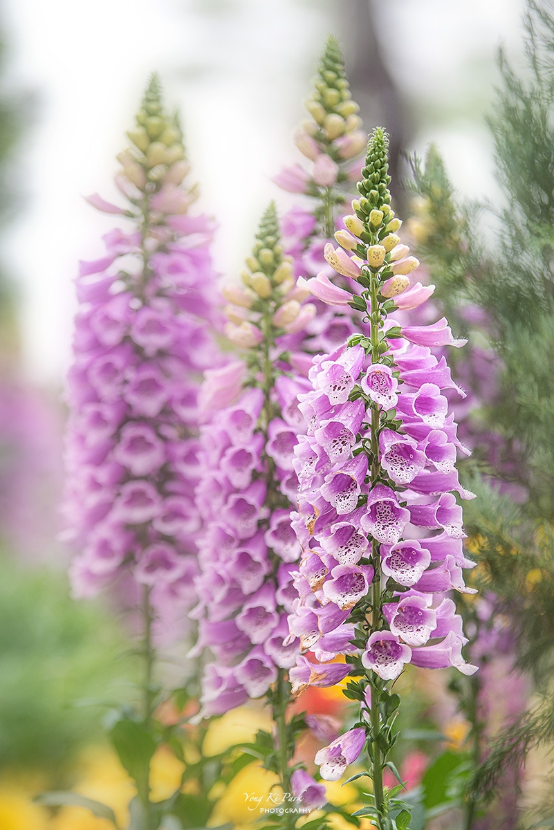 125_7372-74-st-s-A walk in the garden-24.jpg