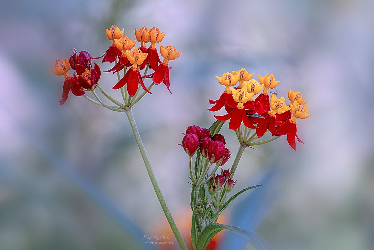 132_3449-53-st-s-Feelings of autumn-25.jpg