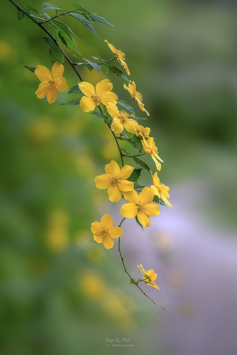 135_1525-27-st-s-Spring that came to me-43.jpg