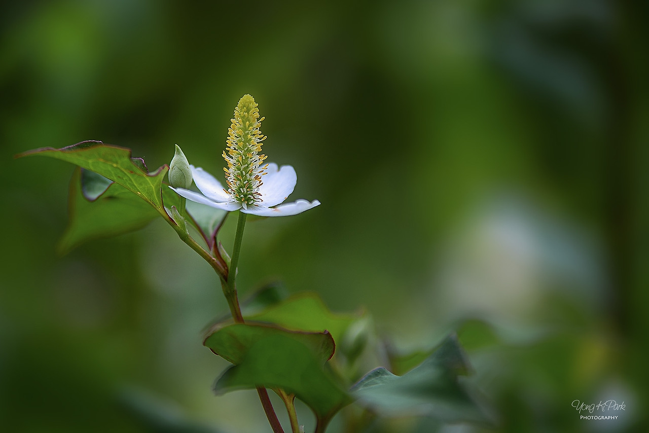 117_2476-c-s-Garden of June-4.jpg