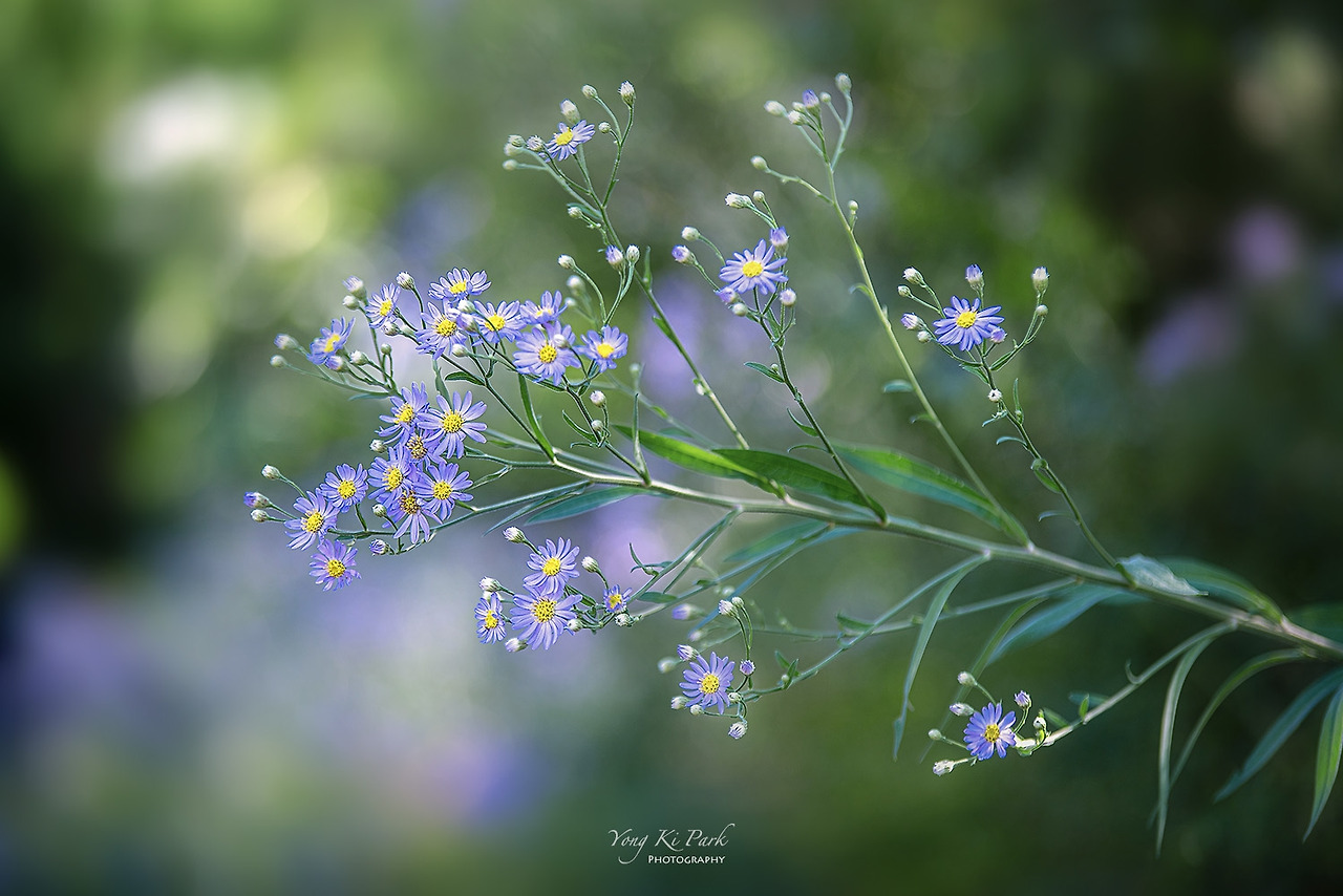 119_6562-s-A sketchbook  of early autumn-6.jpg