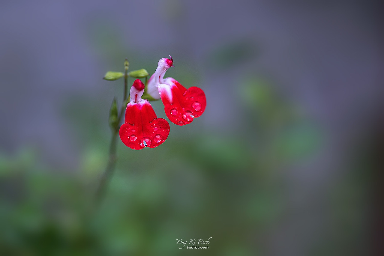 119_8259-s-The autumn red 2021-6.jpg