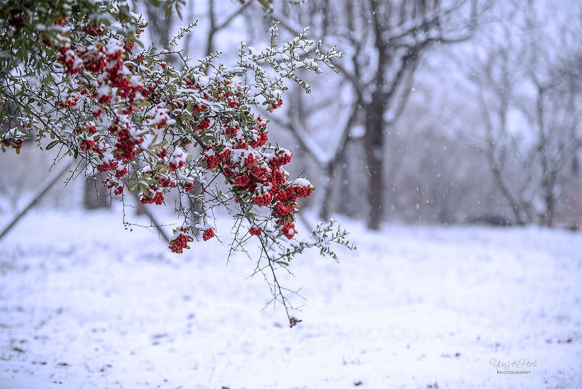 112_4547-s-AF-Snow snow snow-1.jpg