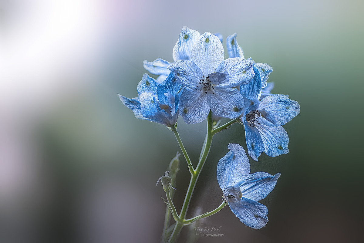 136_1390-94-st-m-s-In the summer garden-15.jpg