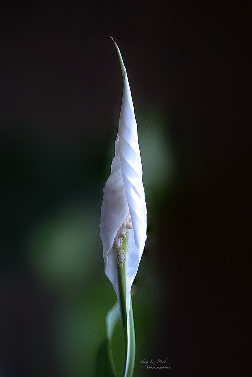 137_0554-56-st-s-Dreaming flower-2025-36.jpg