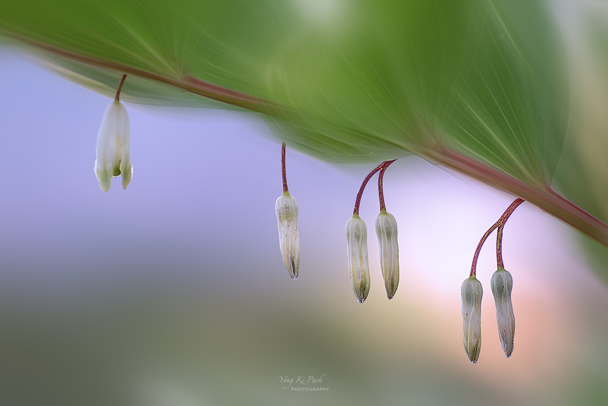 135_4555-61-st-m-s-Spring that came to me-47.jpg