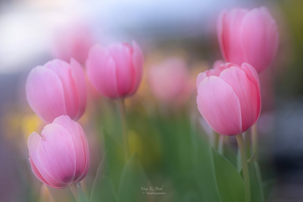 124_8827_26-st-s-Spring again-24.jpg