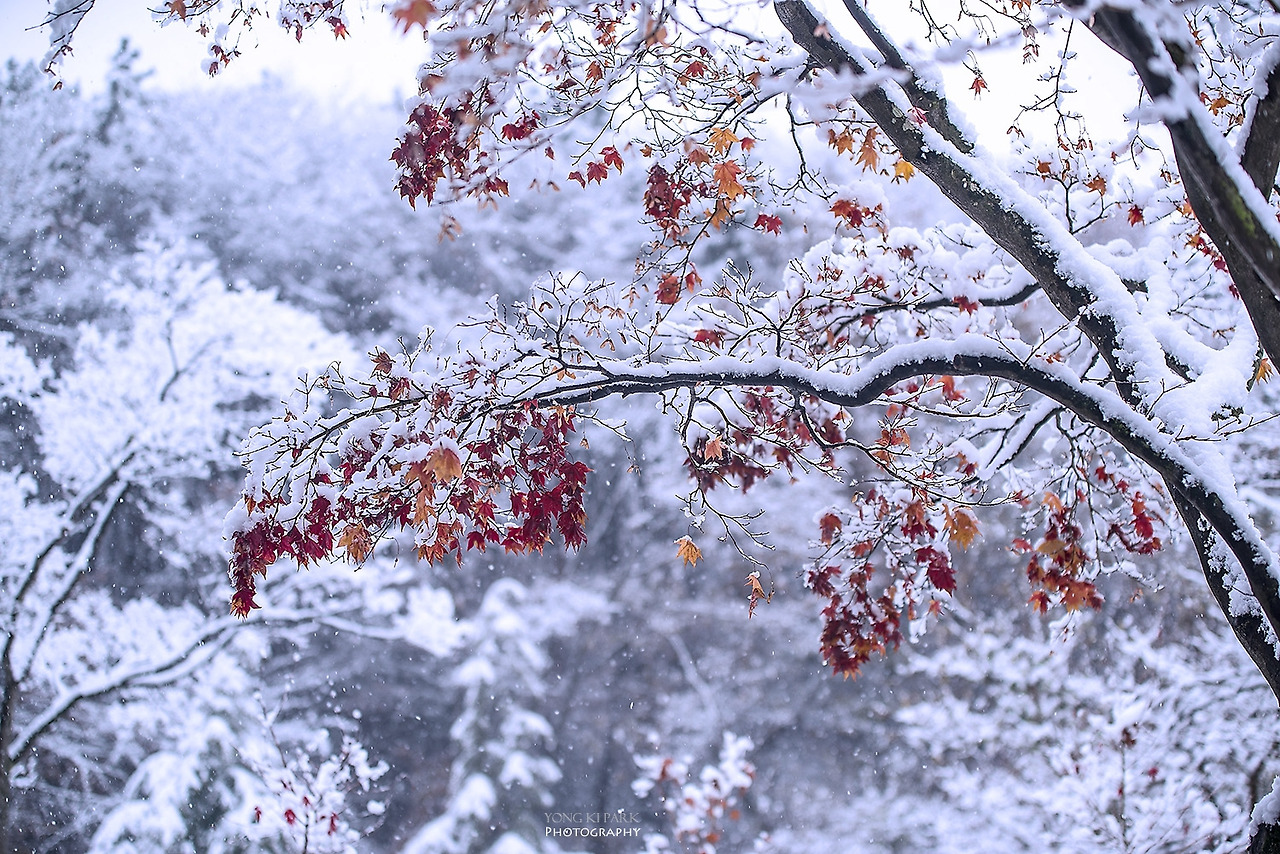 108_8765-s-The first snow-7.jpg