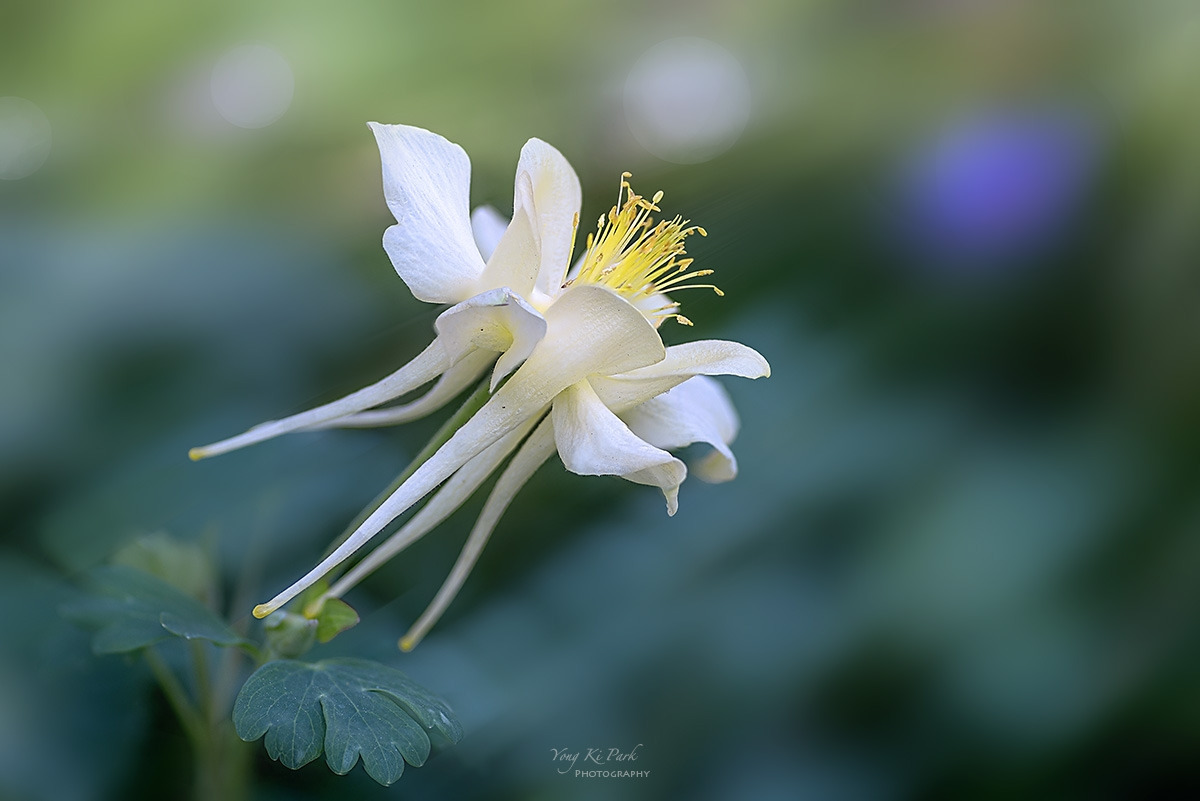 134_3210-14-st-s-Spring that came to me-18.jpg