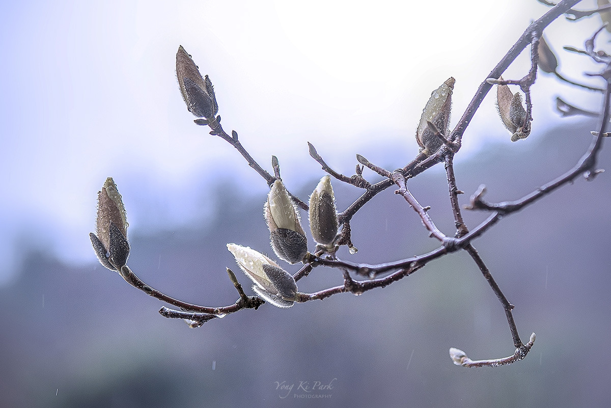 120_8434_32_36-st-s-It's spring-11.jpg