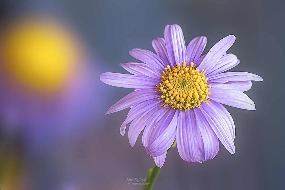 127_2503-05-st-s-Autumn garden-11.jpg