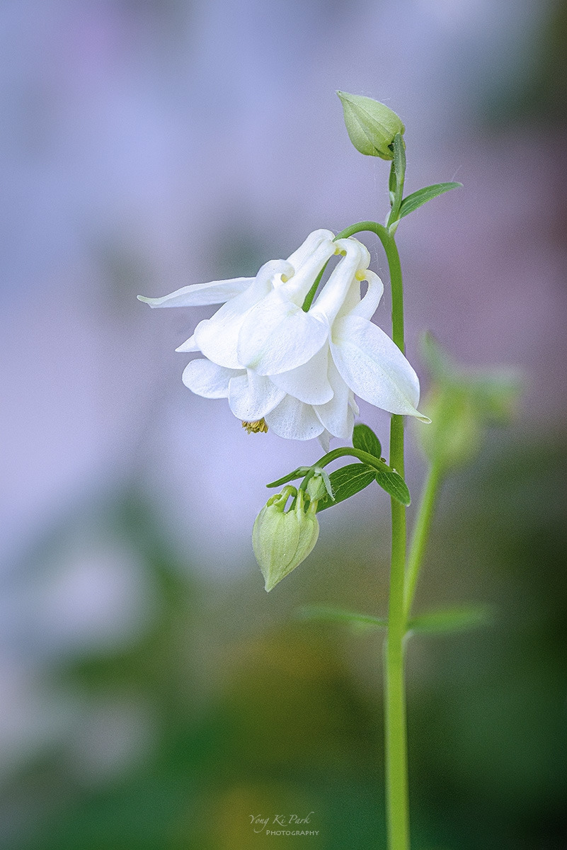 125_5062-67-st-s-The spring of the town-2023-12.jpg