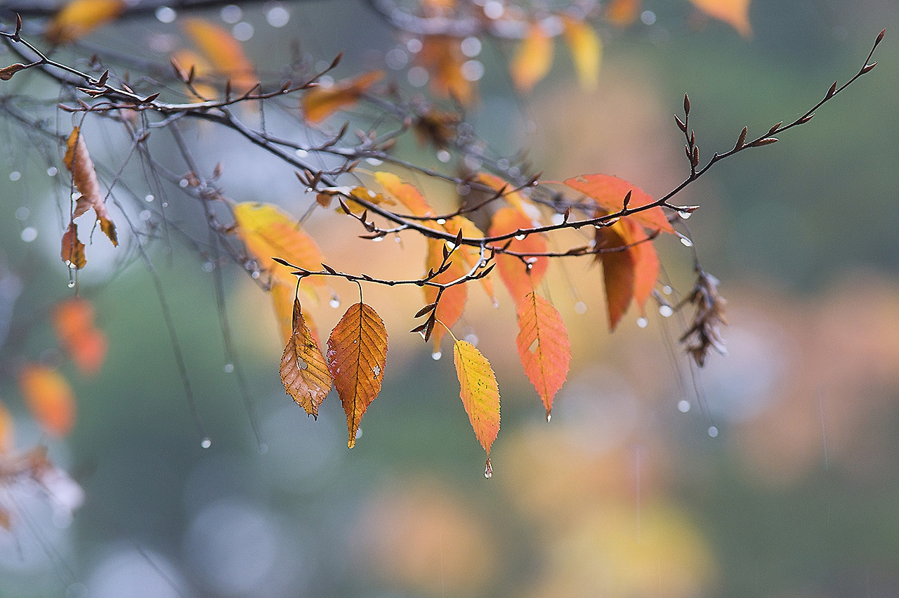 304_0063_64-st-s-Tears of October.jpg