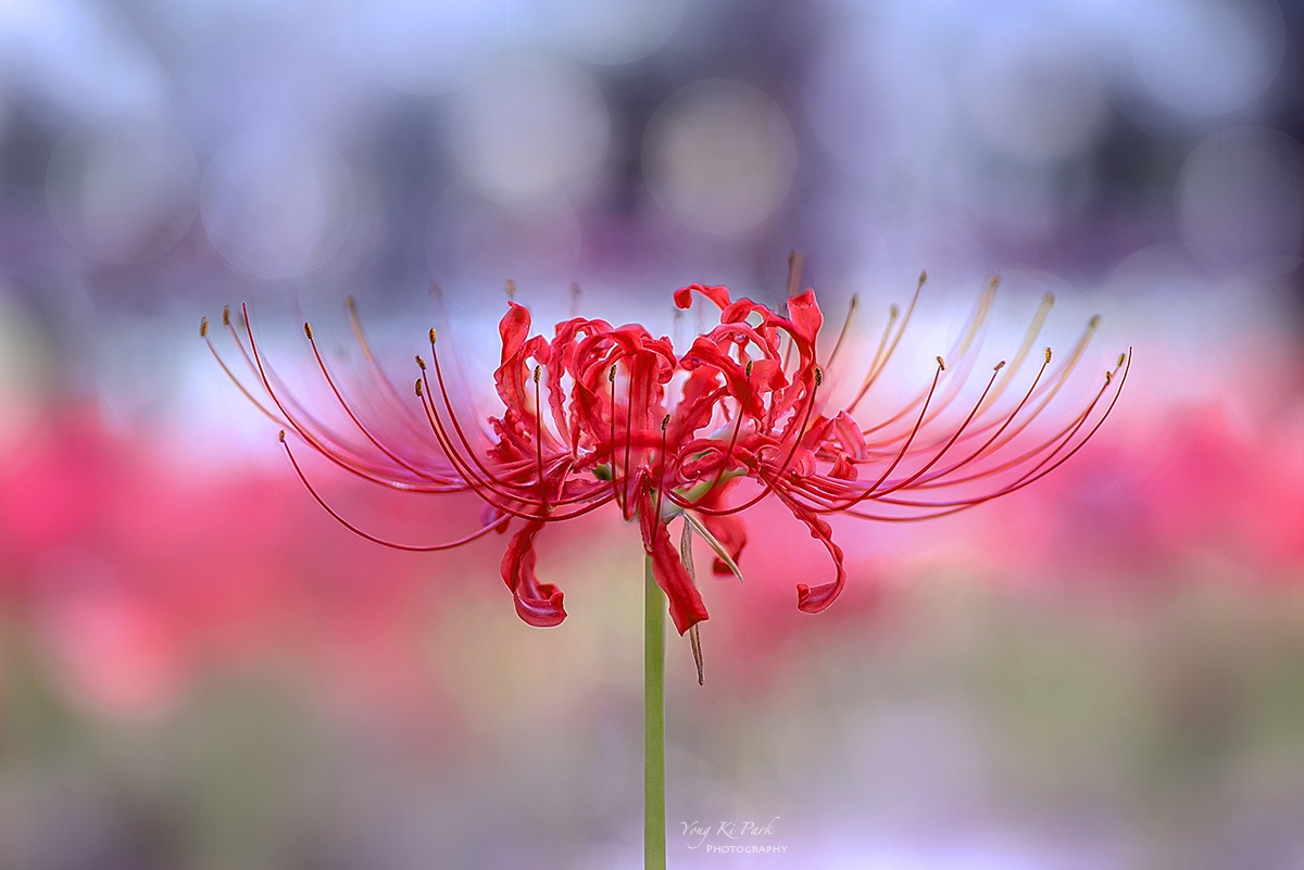 132_3038-44-st-s-Feelings of autumn-16.jpg