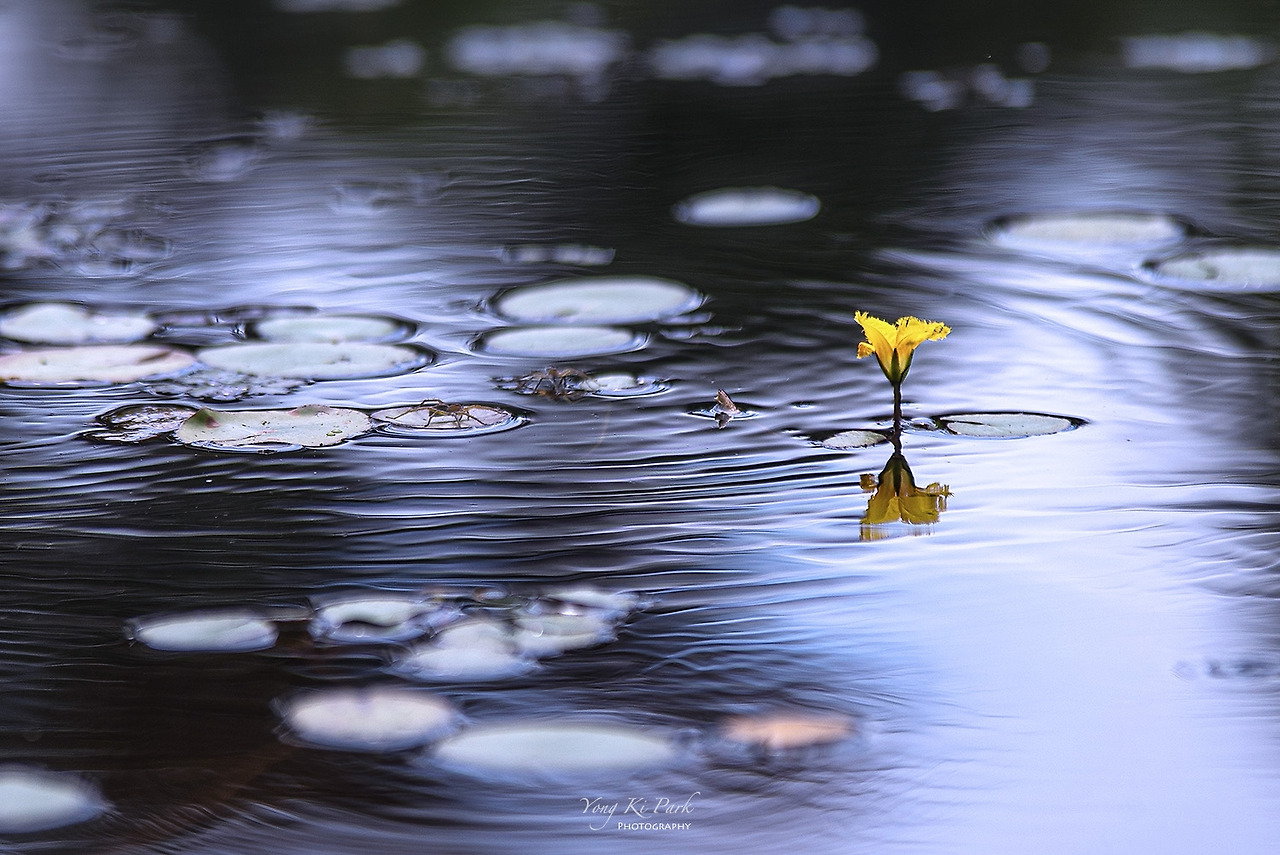 119_3963-c-s-Poetic summer-36.jpg