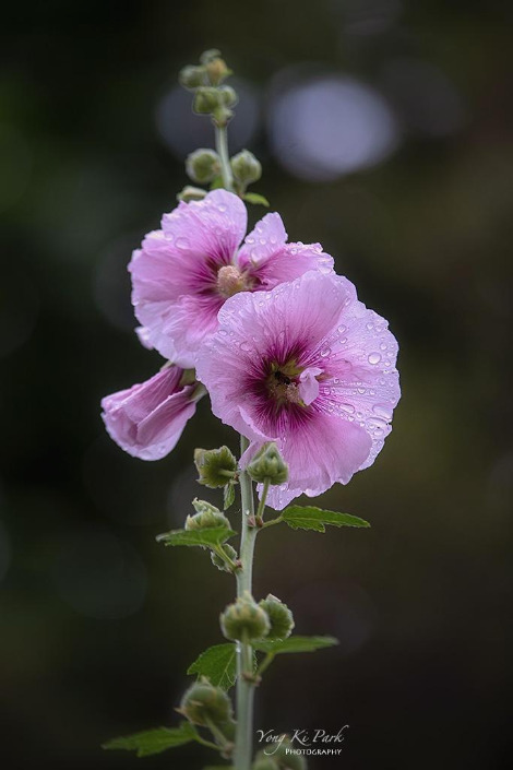 119_1705_07-st-s-Poetic summer-5.jpg