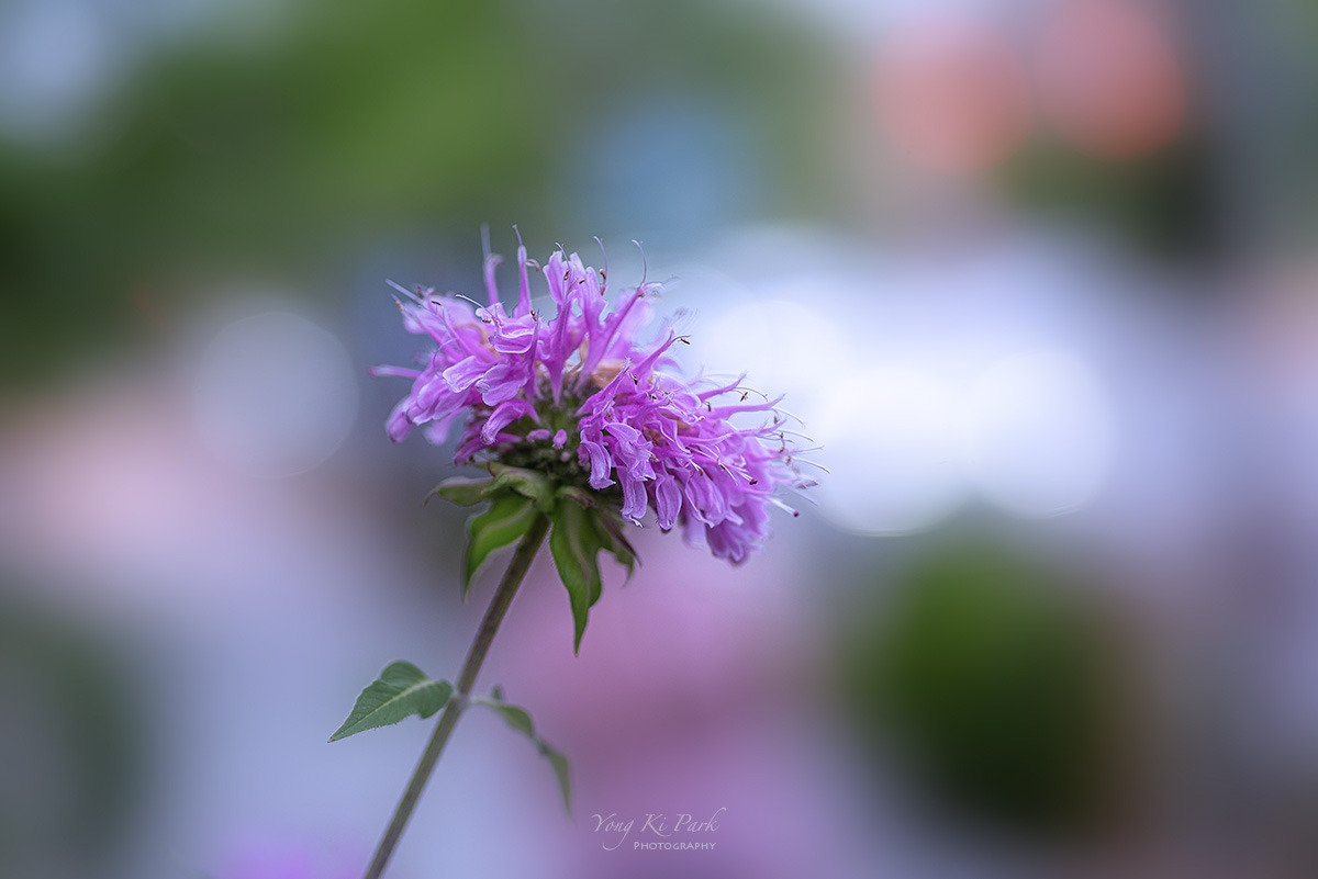 121_6136-s-Summer garden-13.jpg