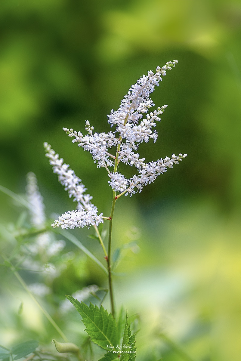 125_8067-80-st-s-A walk in the garden-18-2.jpg