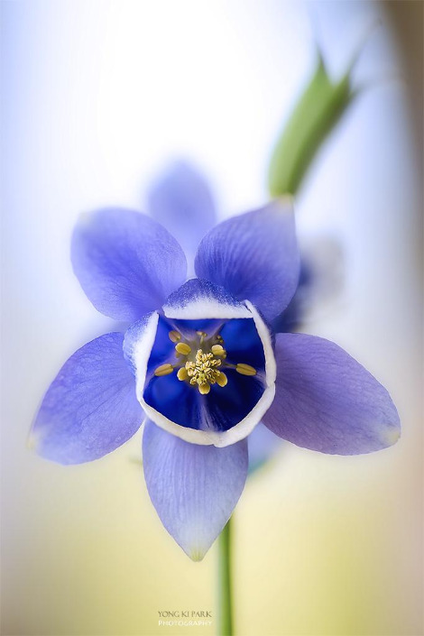 106_7621-32-st-s-A dream of the spring-7.jpg