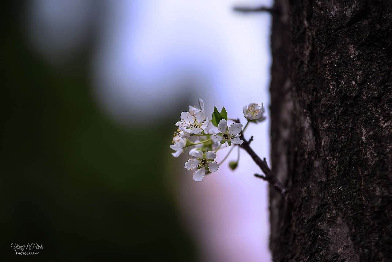 113_3649_48-st-s-Fragrance  of April-5.jpg